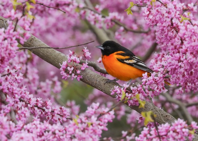 Baltimore Oriole - eBird