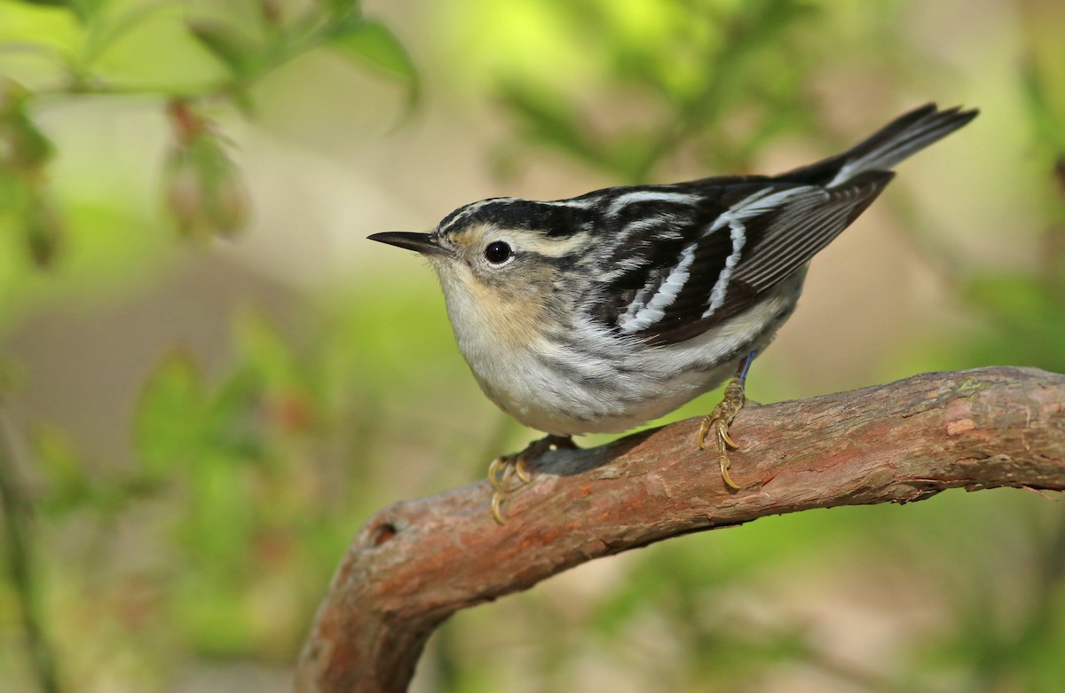 Black-and-white Warbler - ML159829361