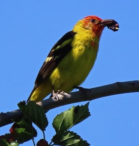 Western Tanager - ML159832151