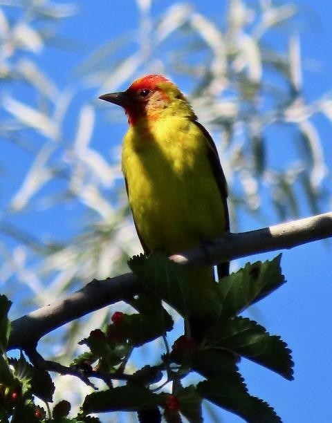 Western Tanager - ML159832171