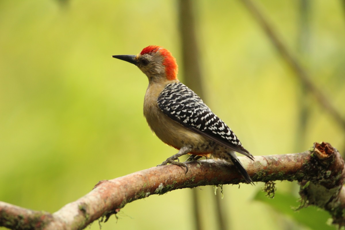 Red-crowned Woodpecker - Pedro Bernal