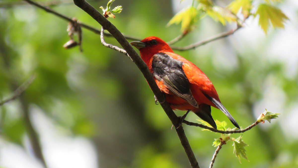 Scarlet Tanager - ML159835491