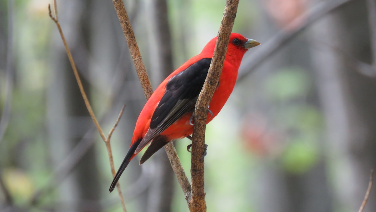 Scarlet Tanager - ML159835501