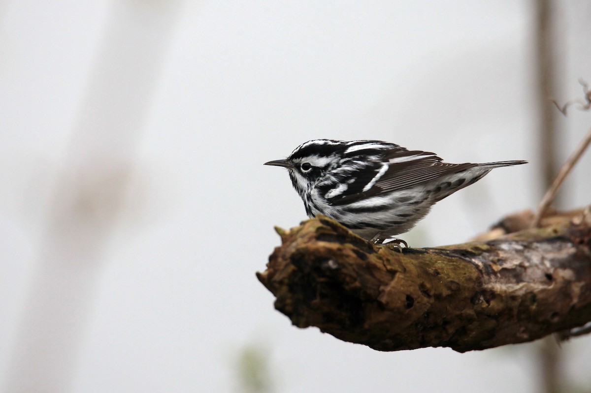 Black-and-white Warbler - ML159840221