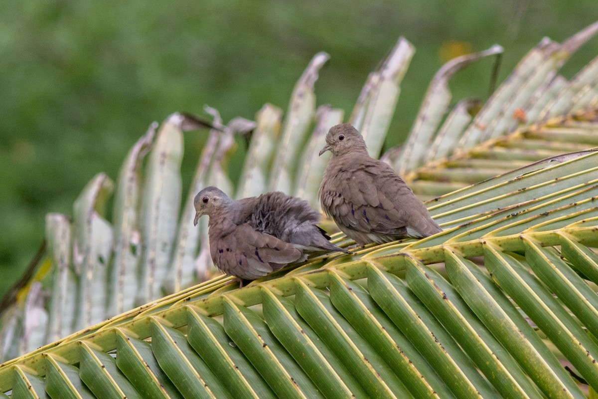 Plain-breasted Ground Dove - ML159841541