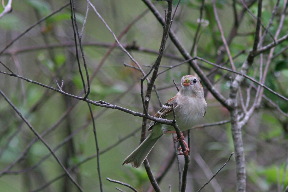 Field Sparrow - Larry Therrien