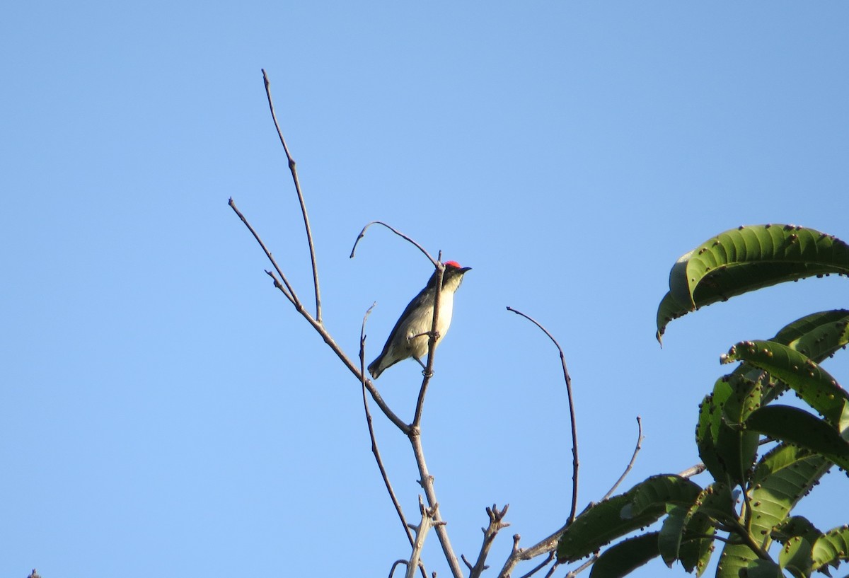 Scarlet-backed Flowerpecker - ML159854151