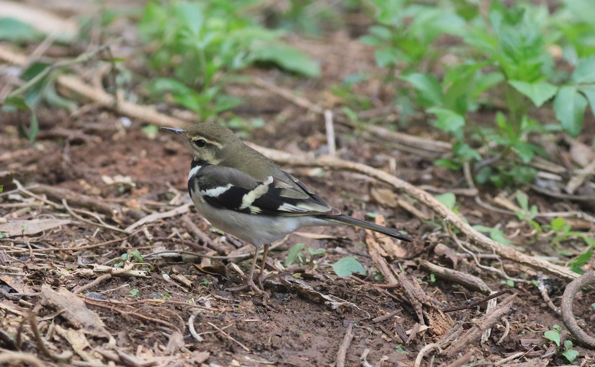 Forest Wagtail - ML159854341