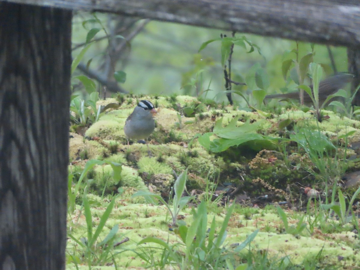 White-crowned Sparrow - Sara Griesemer