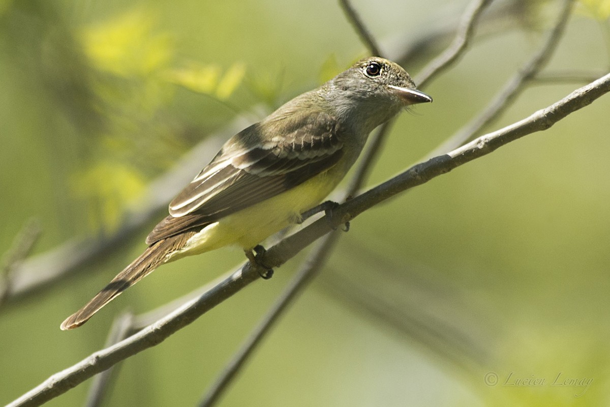 Great Crested Flycatcher - ML159855601