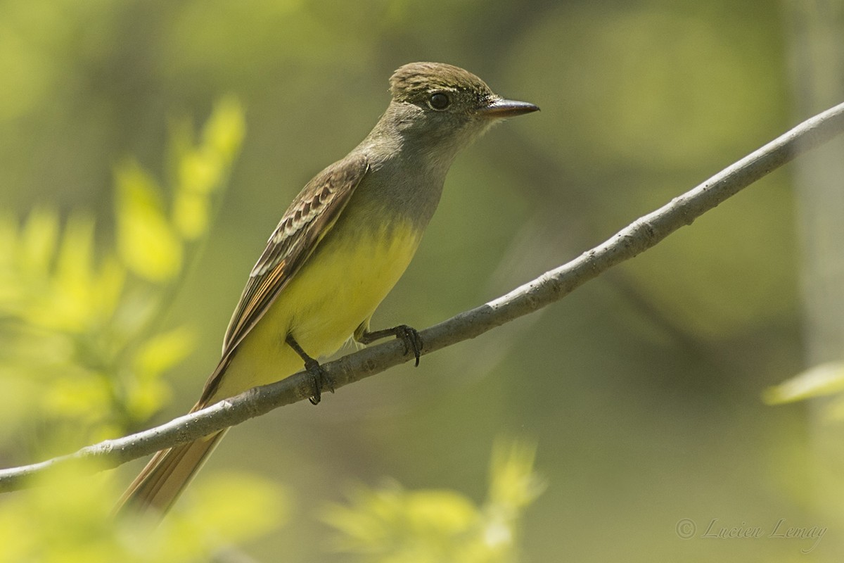 Great Crested Flycatcher - ML159855661