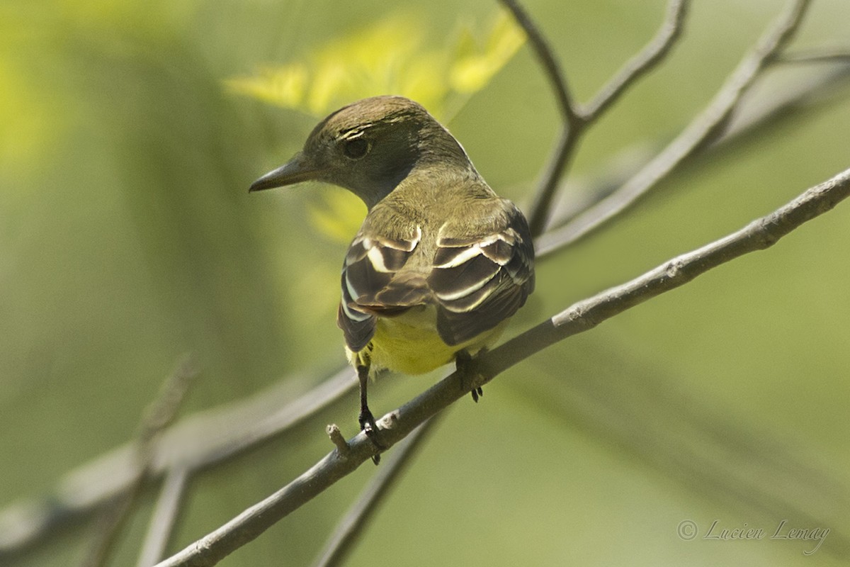 Great Crested Flycatcher - ML159855691