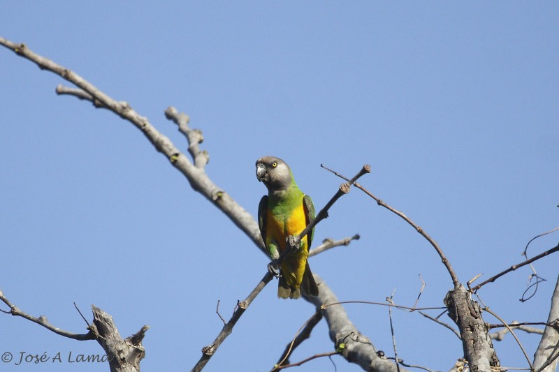 Senegal Parrot - ML159855821