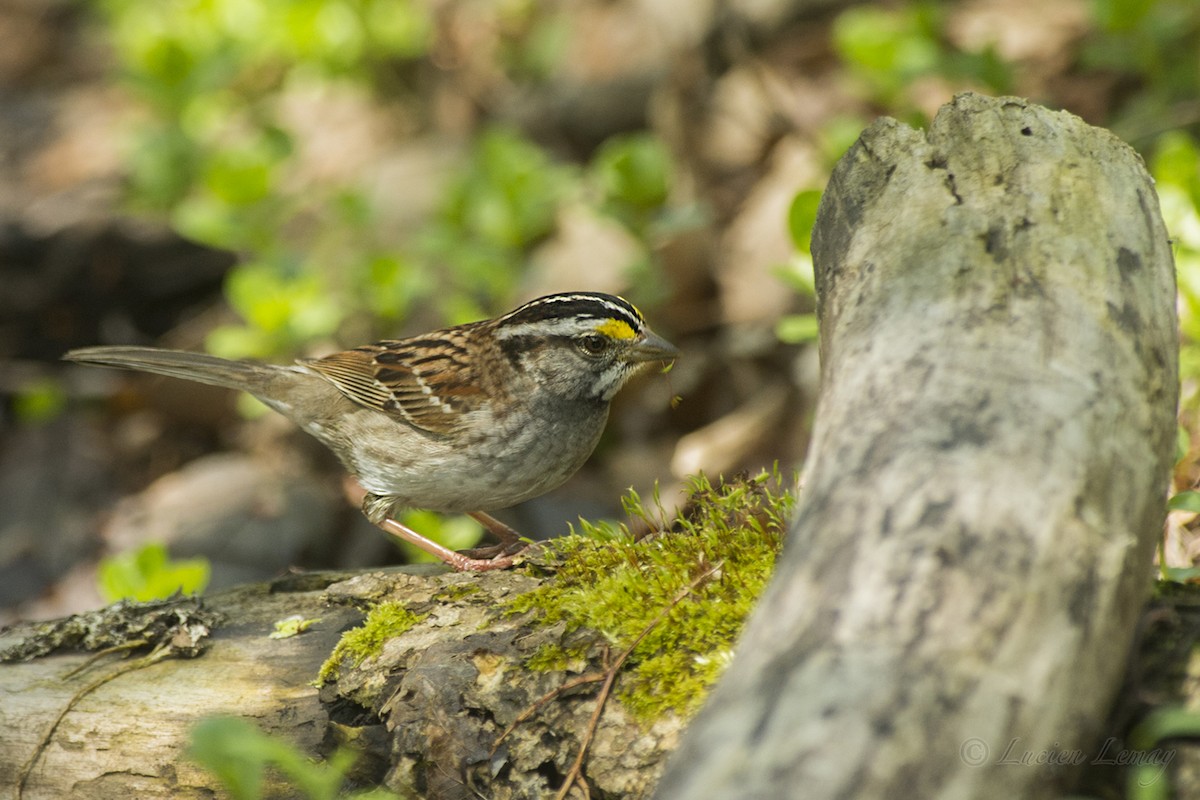 White-throated Sparrow - ML159855881