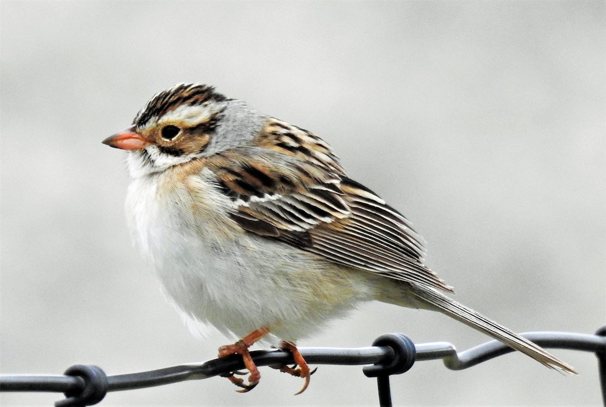 Clay-colored Sparrow - Sharon Dewart-Hansen