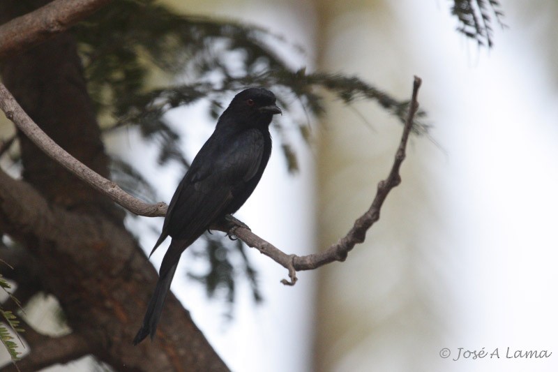Fork-tailed Drongo (Glossy-backed) - ML159863681