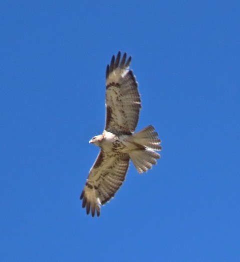 Red-tailed Hawk - ML159863721