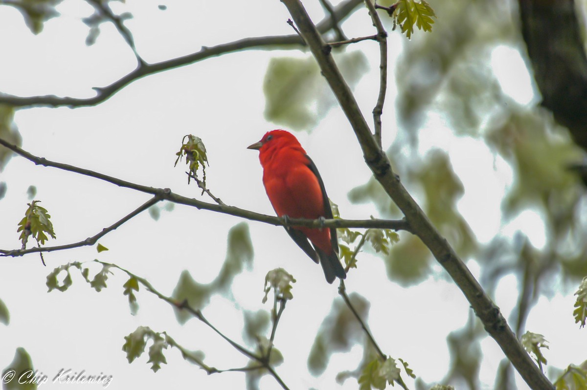 Scarlet Tanager - Chip Krilowicz