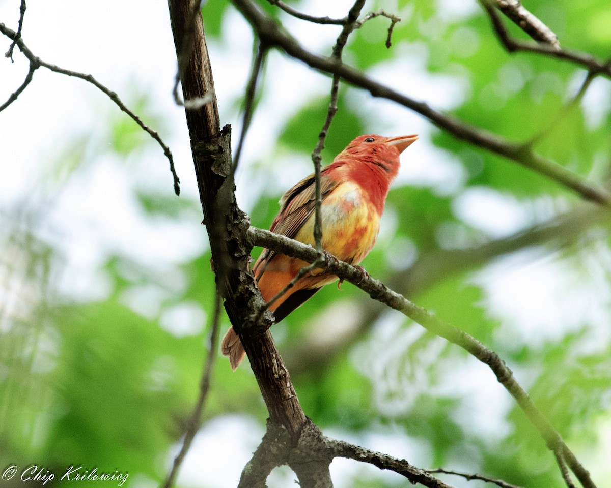 Summer Tanager - Chip Krilowicz