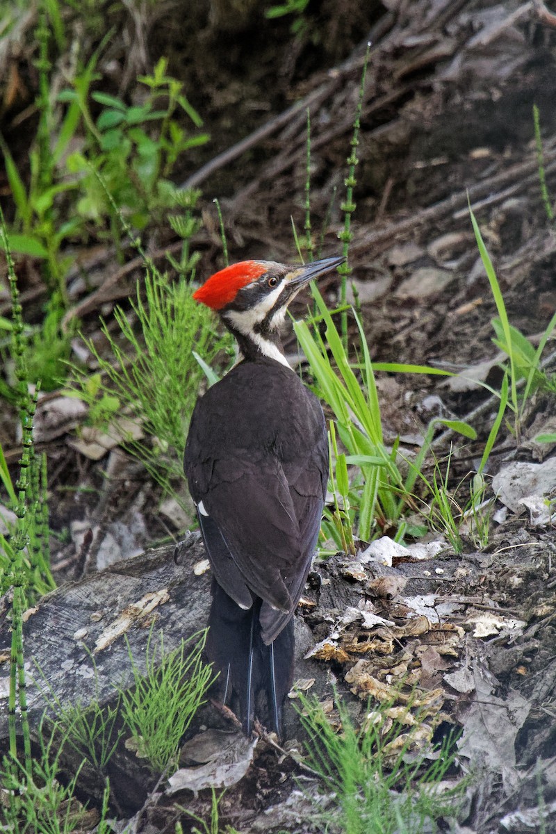 Pileated Woodpecker - ML159867391