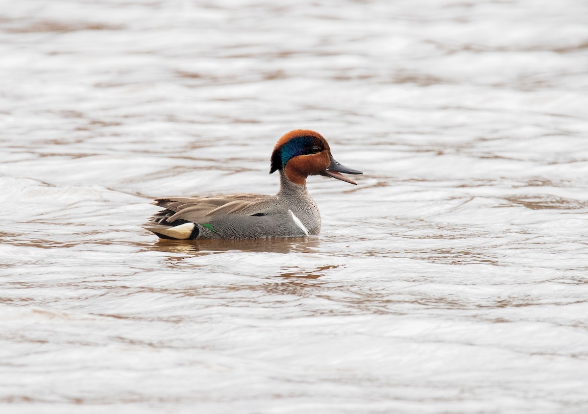 Green-winged Teal - ML159868021