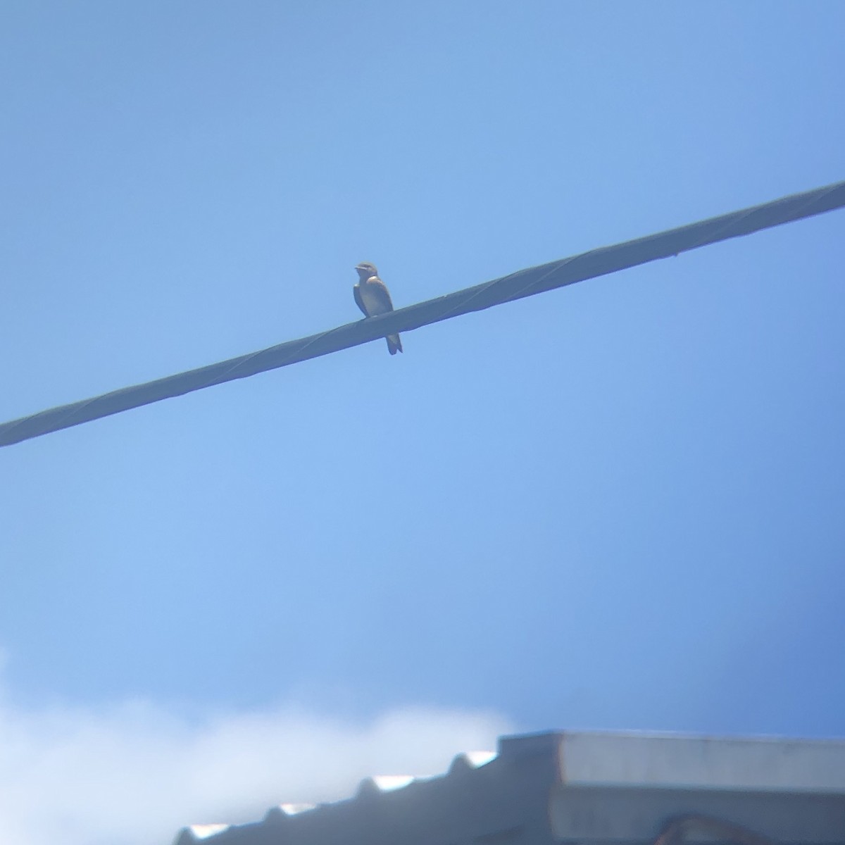 Northern Rough-winged Swallow - Tim Hardin