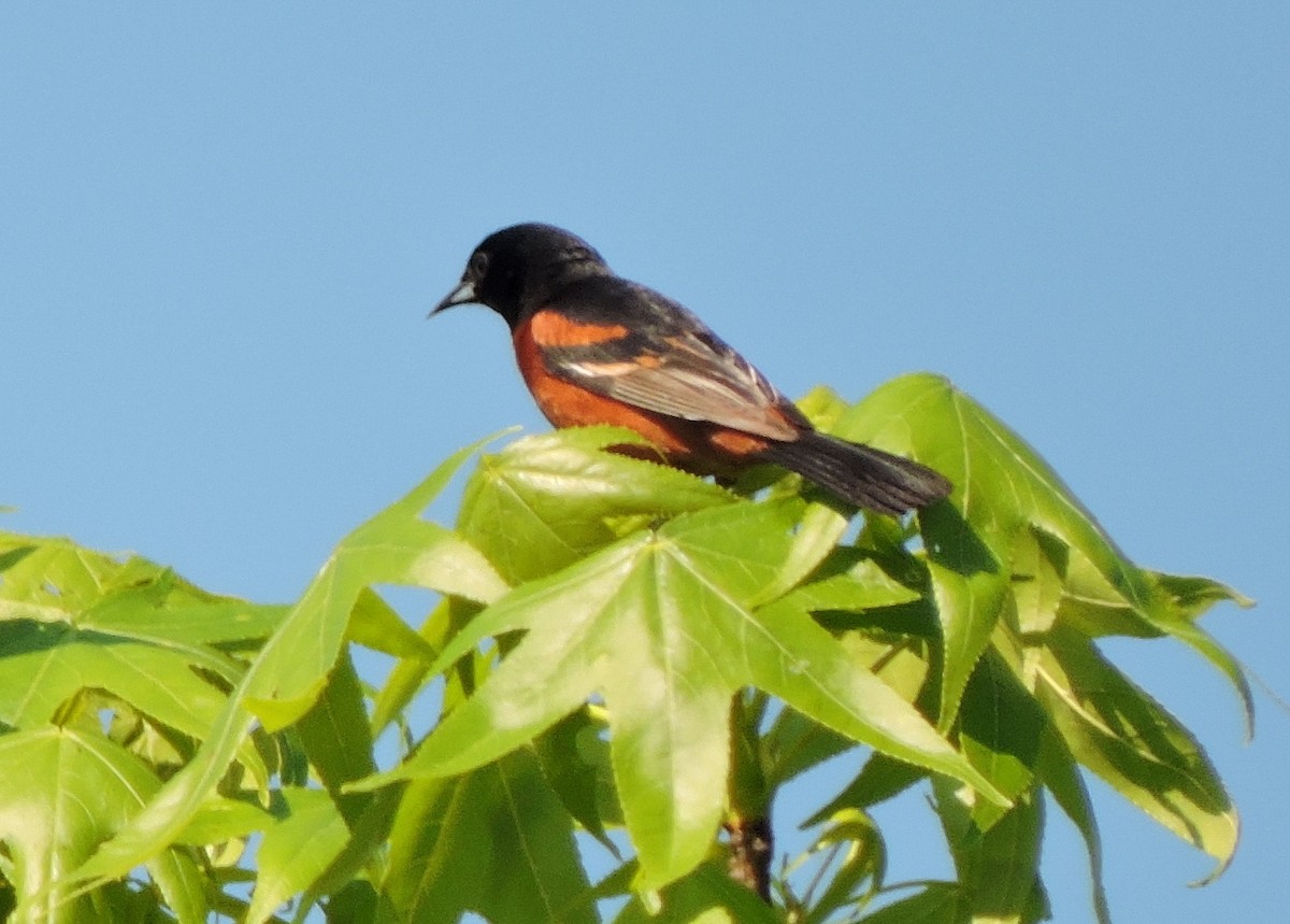 Orchard Oriole - Christopher Dyer