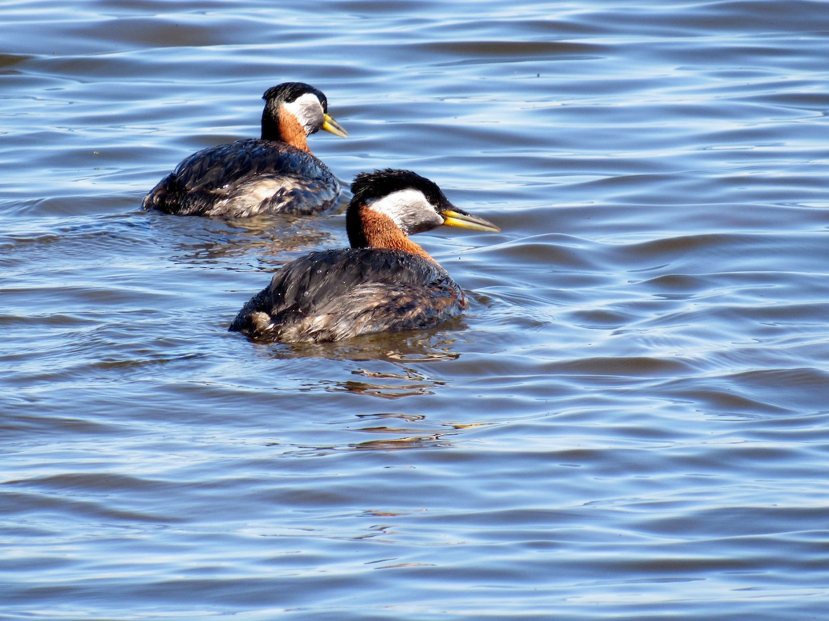 Red-necked Grebe - ML159881441