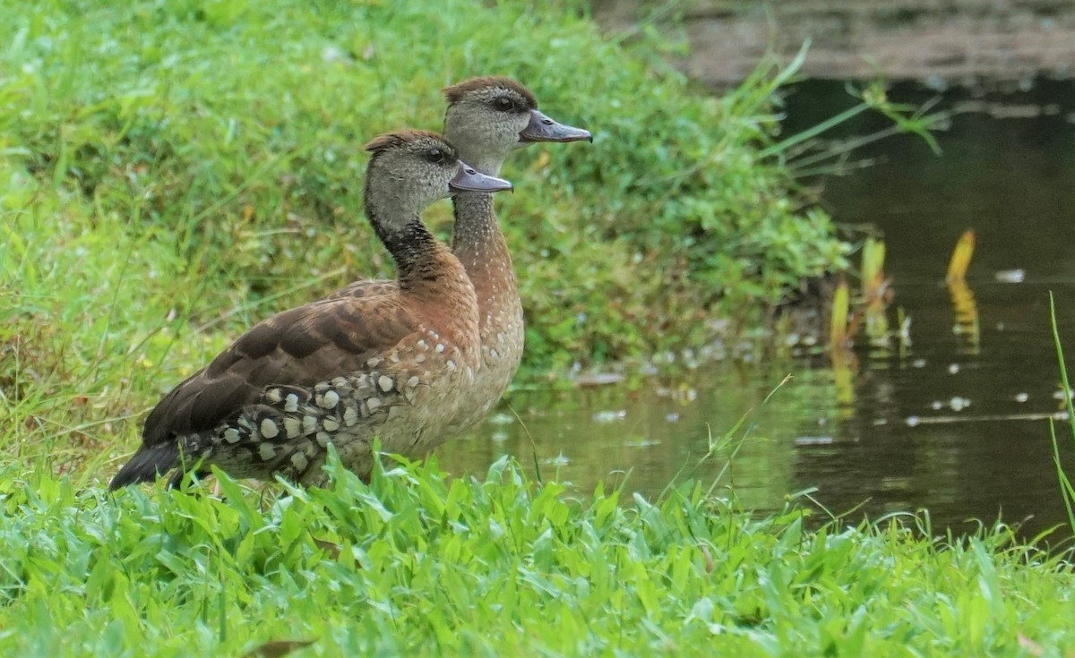 Spotted Whistling-Duck - Bob Bowers
