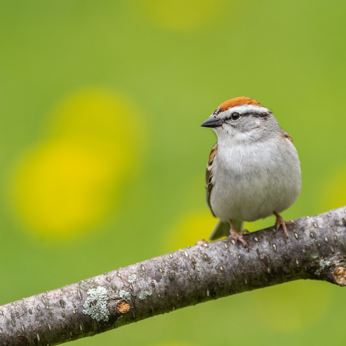 Chipping Sparrow - ML159884091