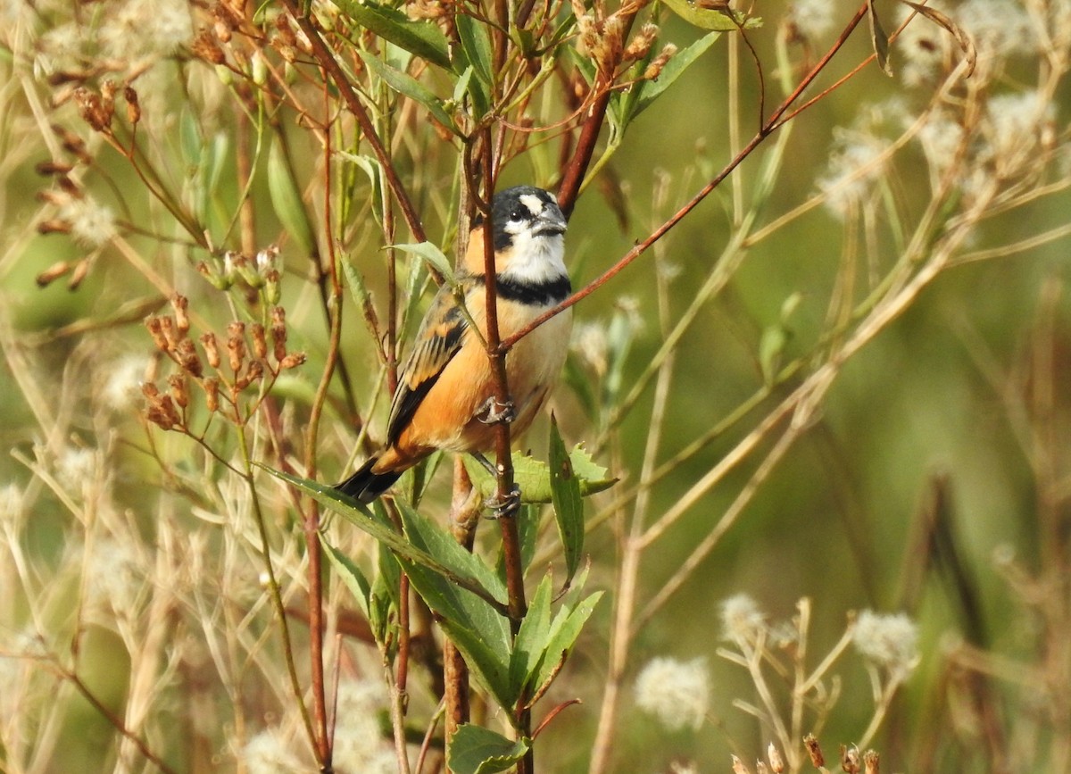 Rusty-collared Seedeater - ML159884491