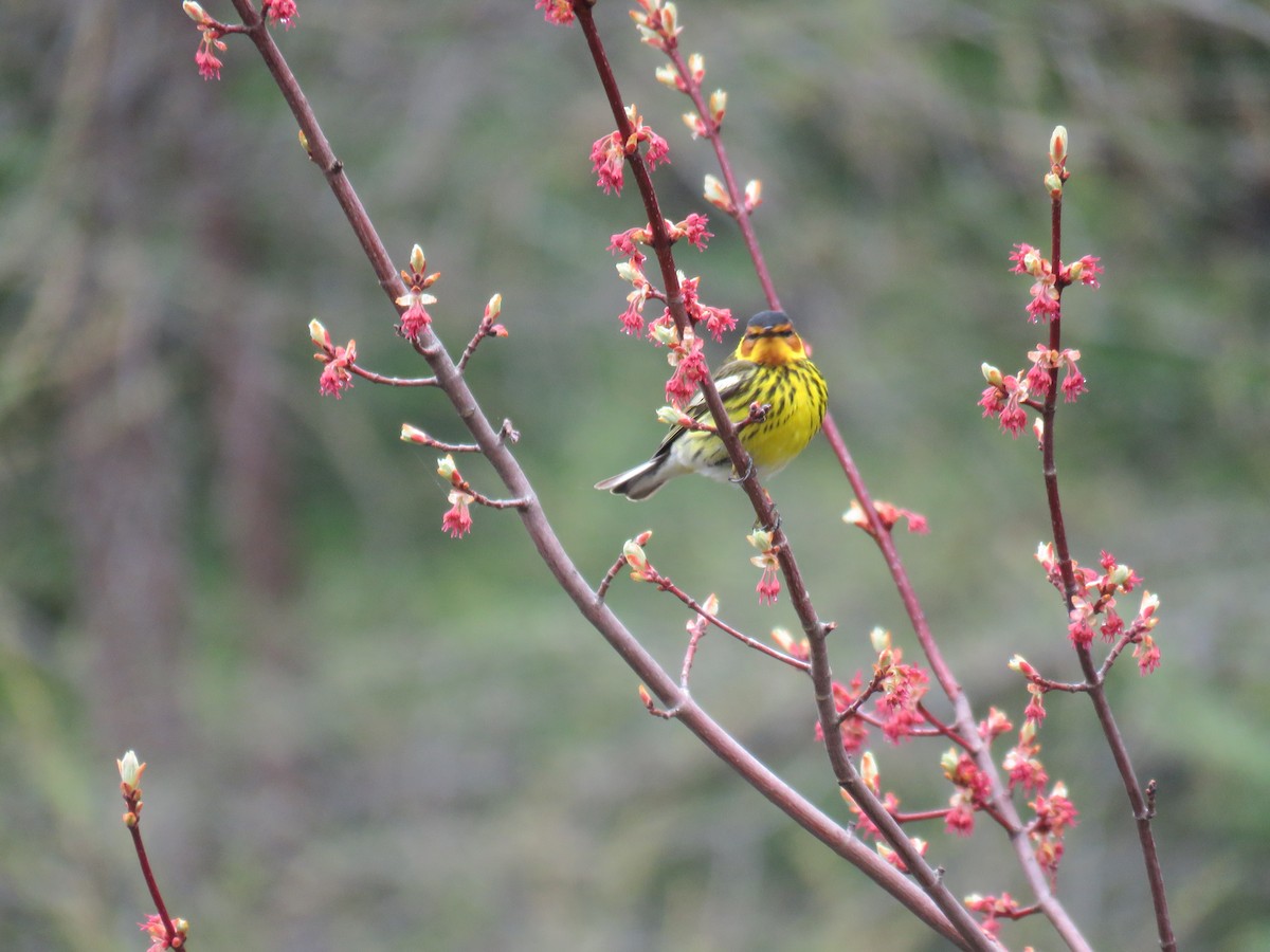 Cape May Warbler - ML159885331