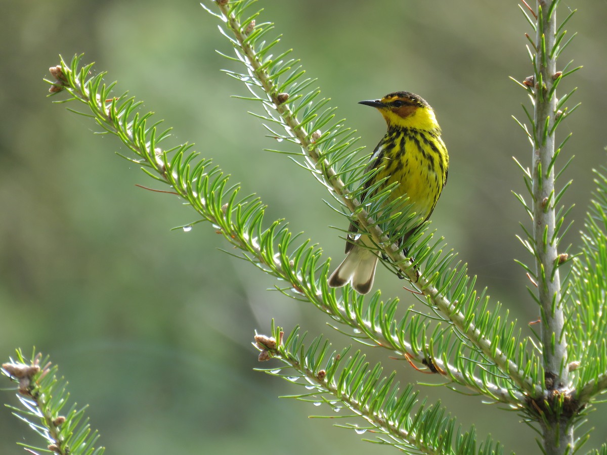 Cape May Warbler - ML159885441