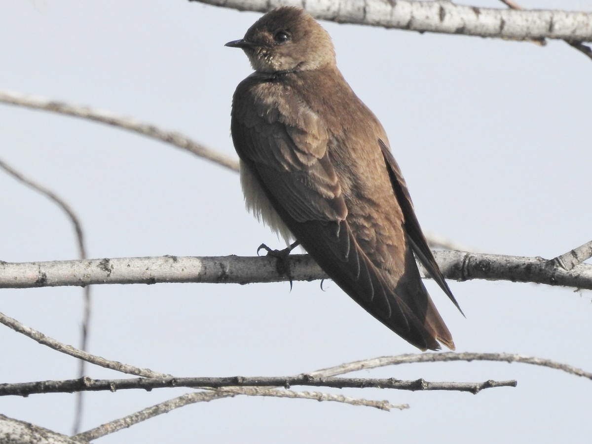 Northern Rough-winged Swallow - ML159895741
