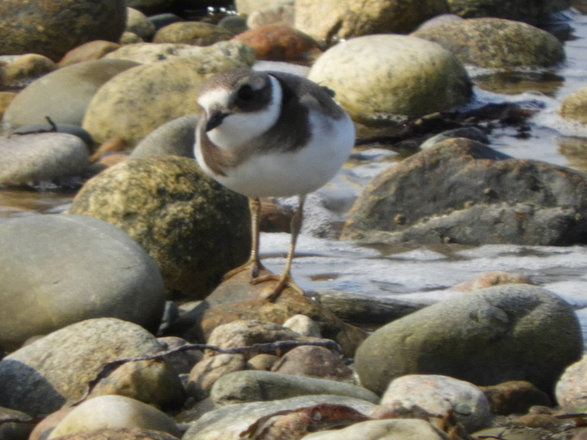 Common Ringed Plover - ML159896091