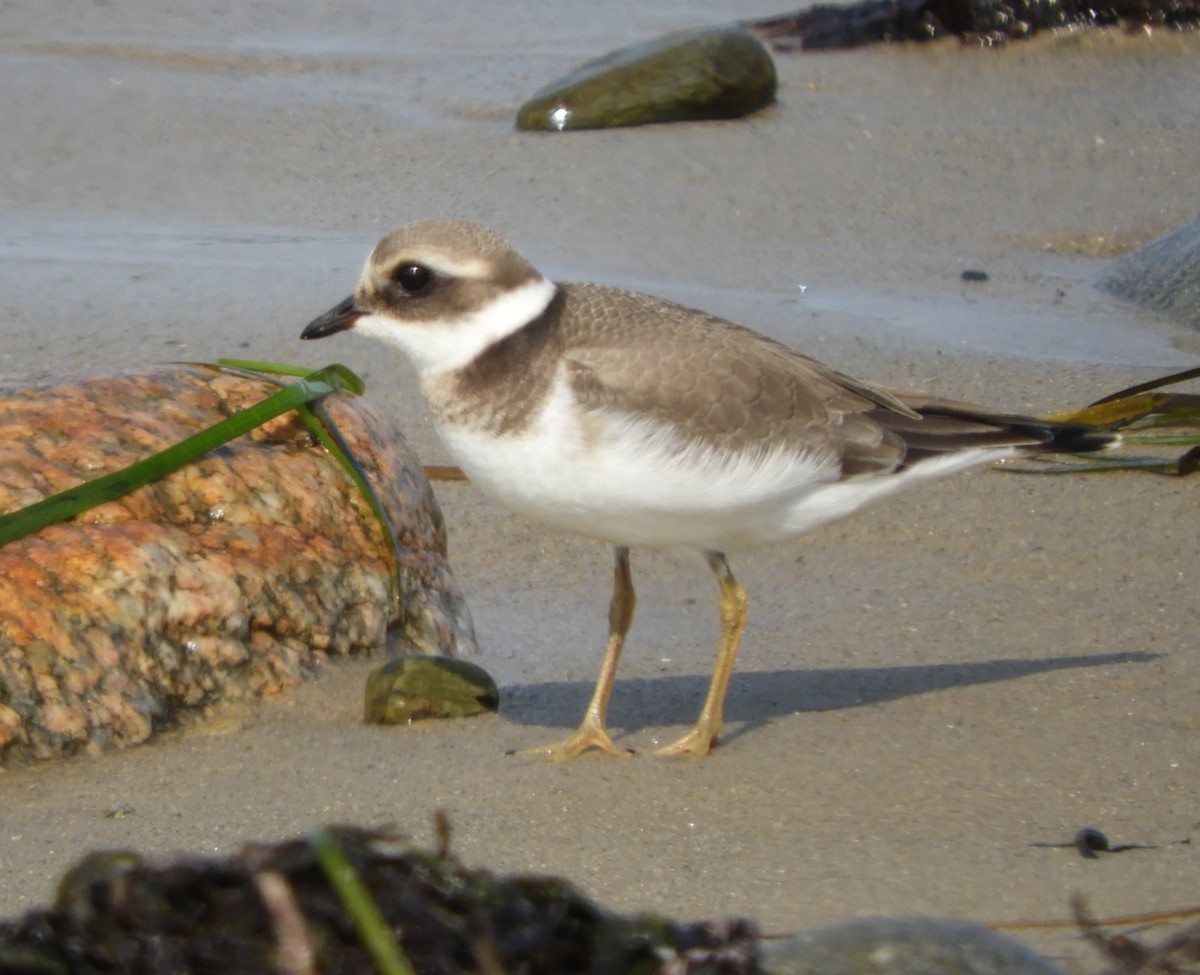 Common Ringed Plover - ML159896381