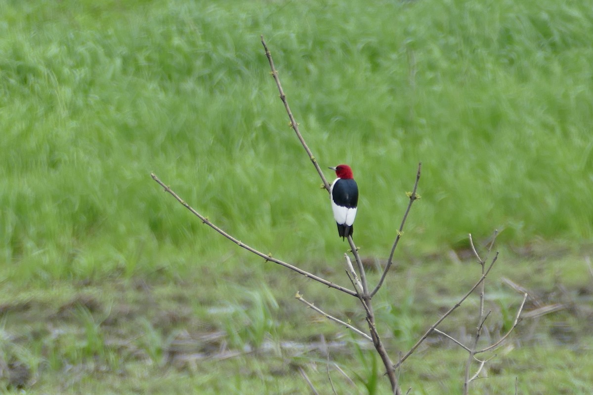 Red-headed Woodpecker - Mark Robbins
