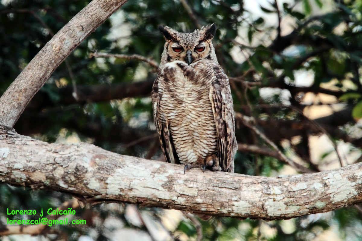 Great Horned Owl - ML159897741