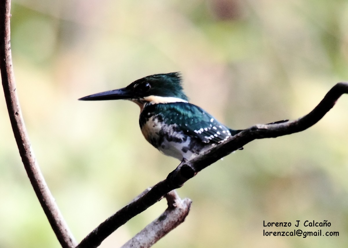 Green Kingfisher - Lorenzo Calcaño