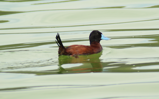 Andean Duck, ML159898161