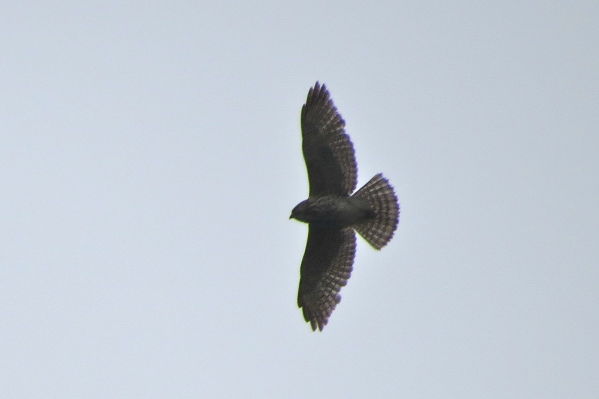 Broad-winged Hawk - Andrew Bendall