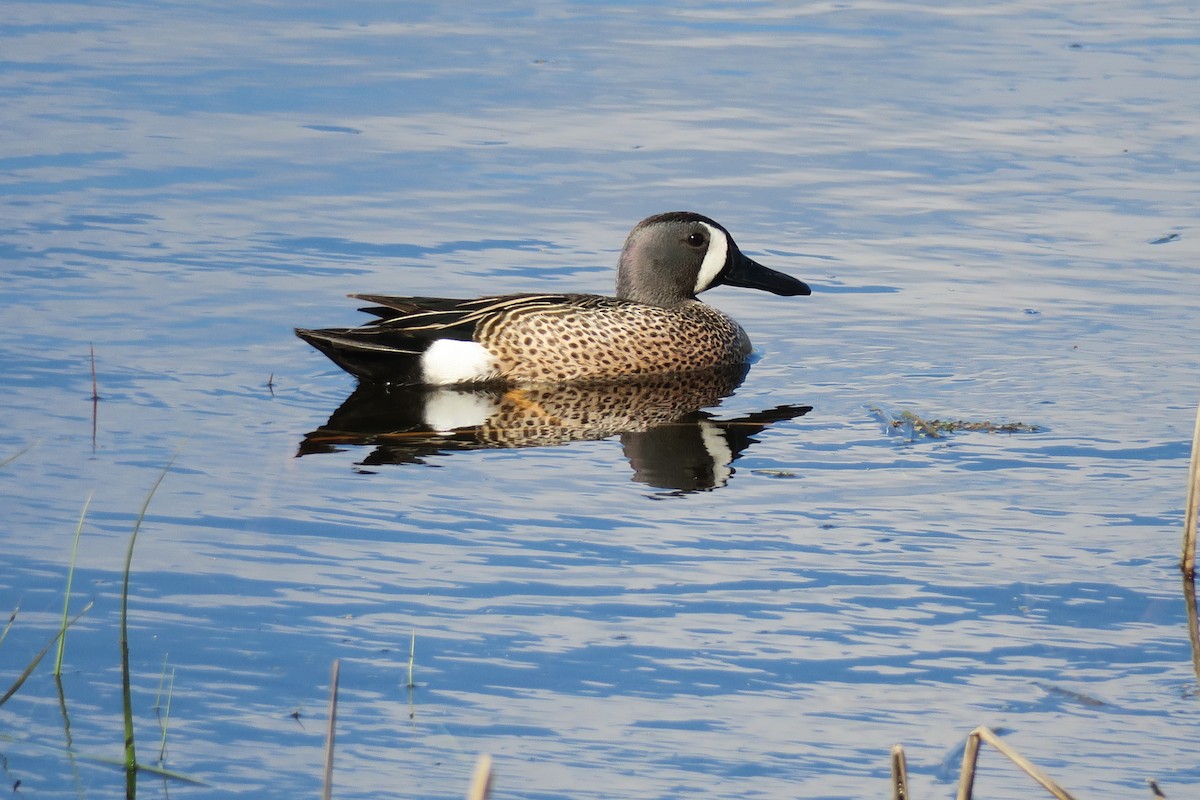 Blue-winged Teal - ML159900041