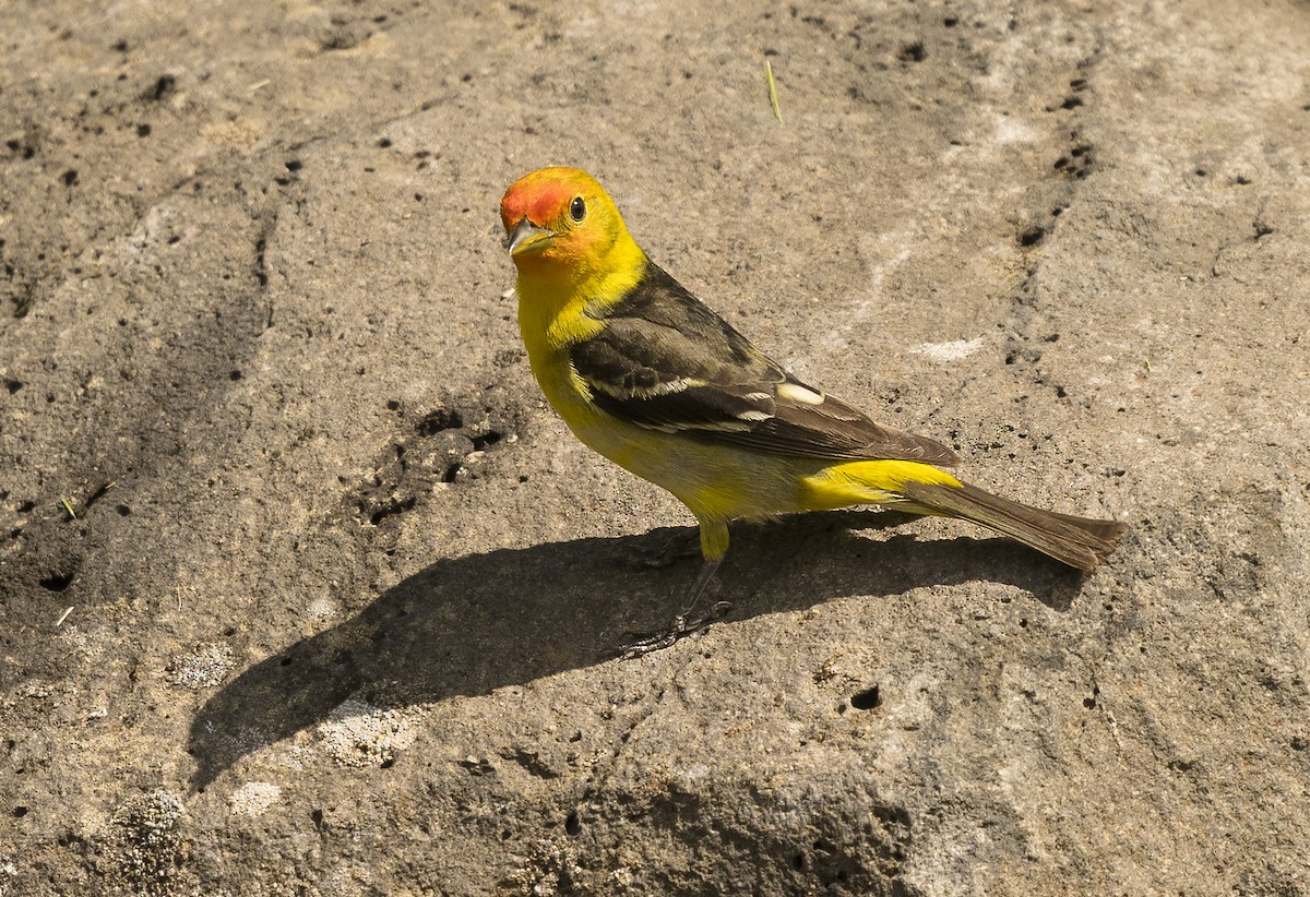 Western Tanager - Ian Routley