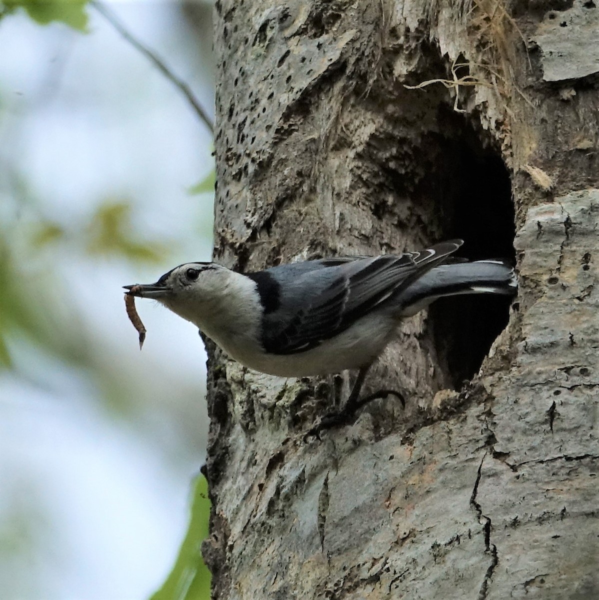 White-breasted Nuthatch - ML159904471