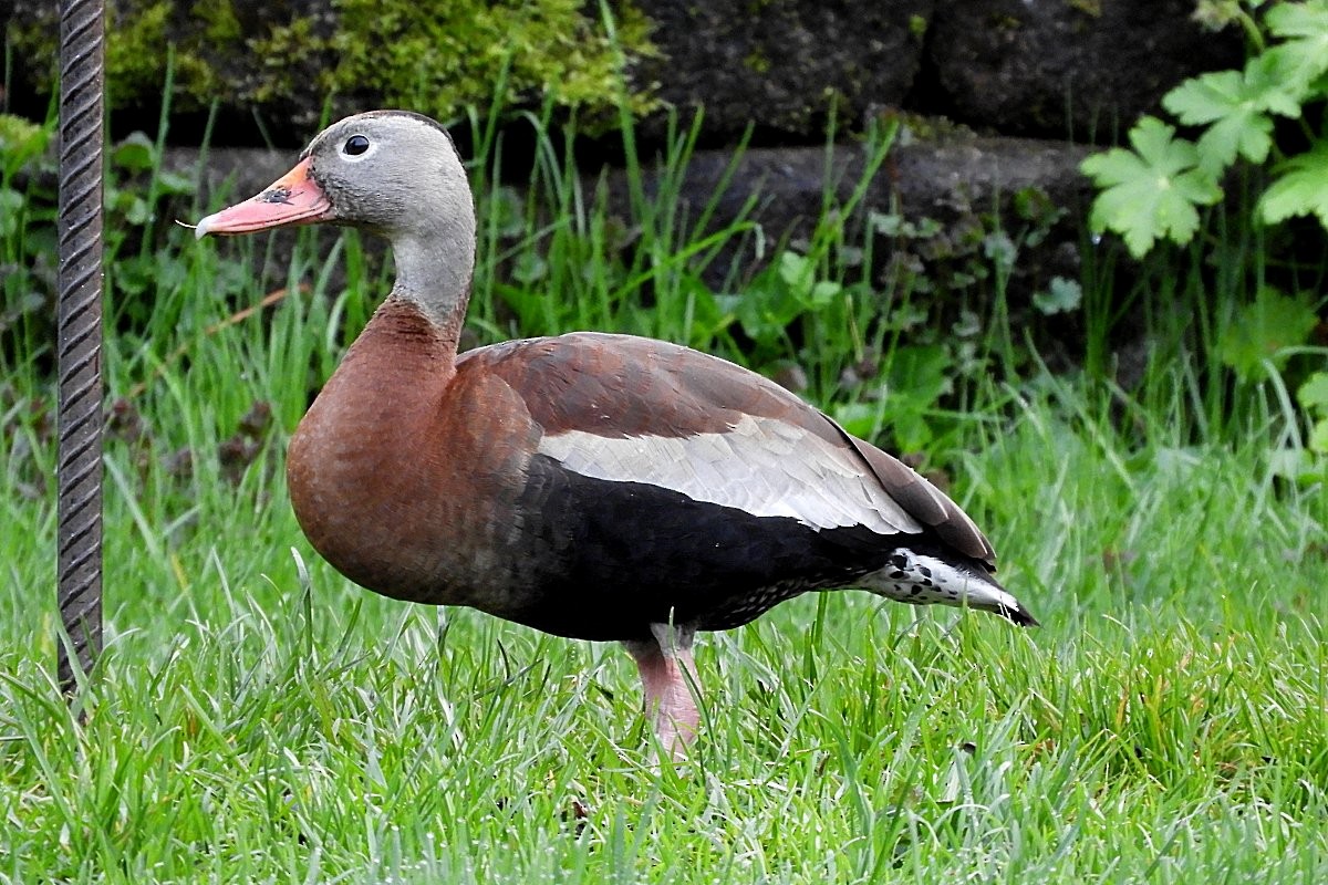 Black-bellied Whistling-Duck - ML159904941