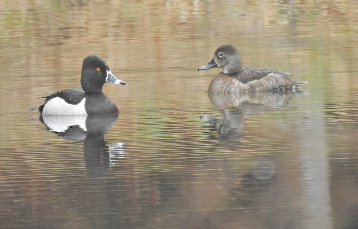 Ring-necked Duck - Jean Guy Chouinard