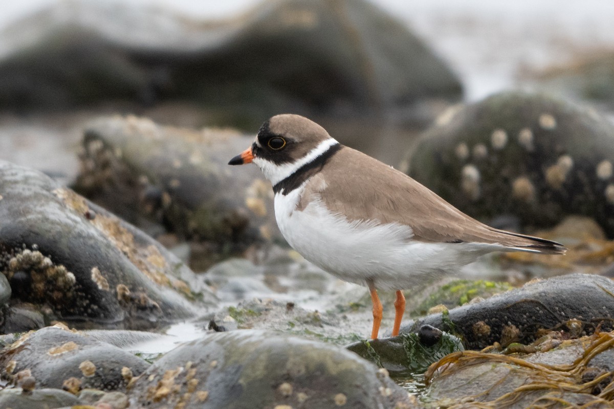 Semipalmated Plover - ML159908691