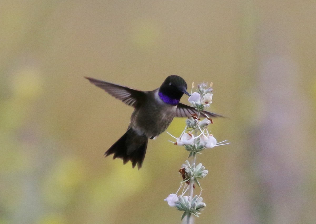 Black-chinned Hummingbird - ML159911651