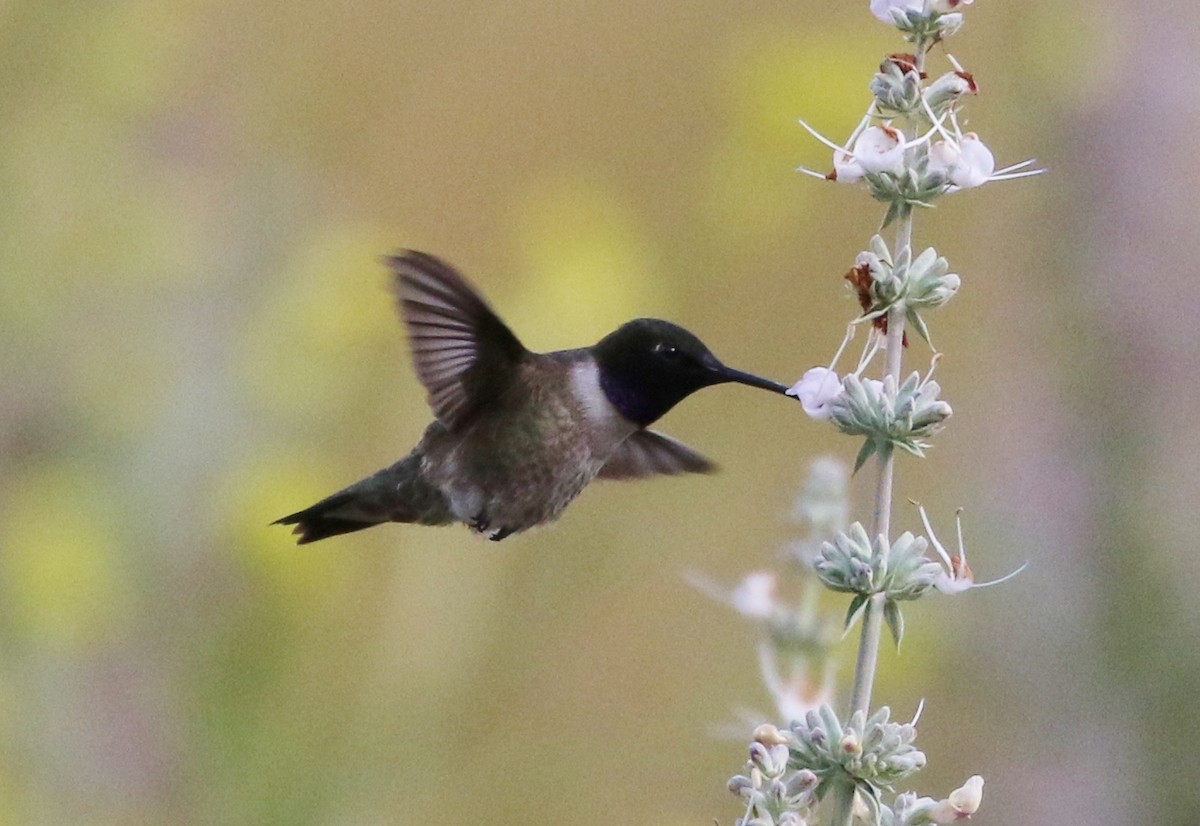 Black-chinned Hummingbird - ML159911671