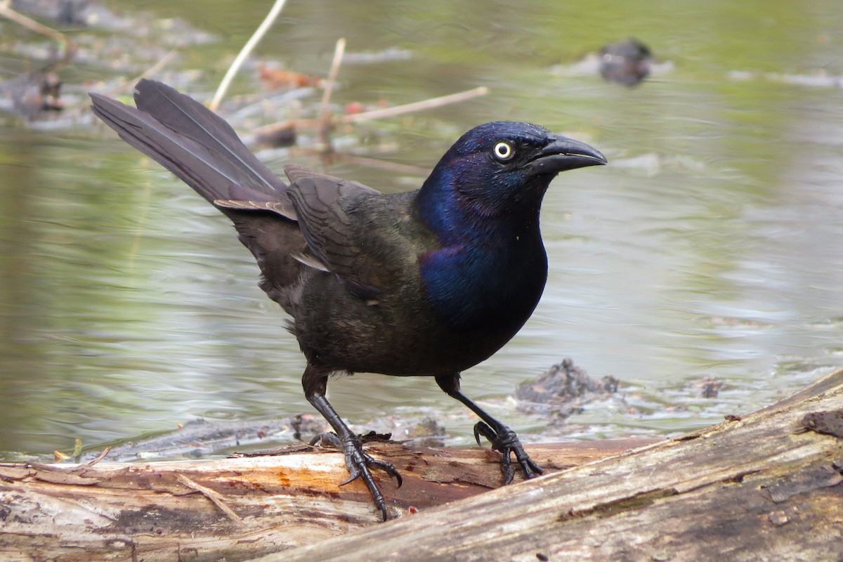 Common Grackle (Bronzed) - Andrew Bendall